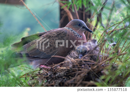 Spotted dove with its chick in a nest in New Taipei City Taiwan 135877518