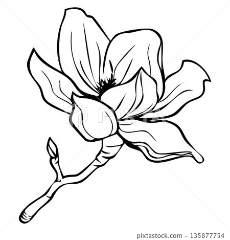A finely detailed black line drawing of a magnolia flower. Vintage botanical design perfect for floral design, invitations, tattoo inspiration and nature-themed decor A finely detailed black line drawing of a magnolia flower. Vintage botanical design perfect for floral design, invitations, tattoo inspiration and nature-themed decor 135877754