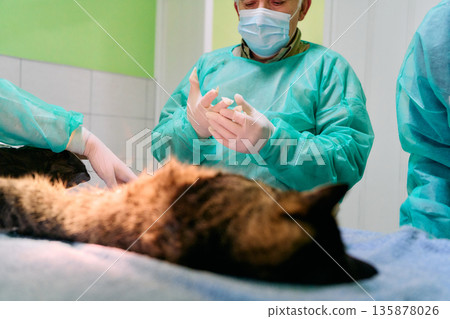 Veterinary Team Performs Cat Surgery In Clean Room With Anesthetic Equipment And Medical Staff 135878026