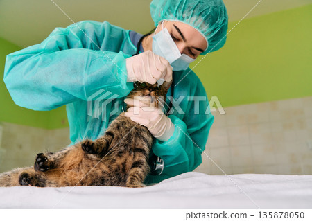 Vet In Protective Gear Examining A Cat During A Veterinary Checkup At Clinic Vet In Protective Gear Examining A Cat During A Veterinary Checkup At Clinic 135878050