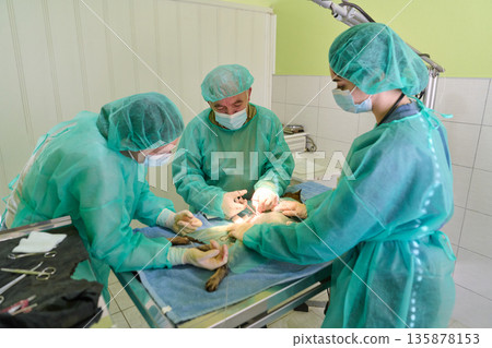 Surgeons and Medical Team Performing Operation in the Operating Room with Surgical Tools Surgeons and Medical Team Performing Operation in the Operating Room with Surgical Tools 135878153