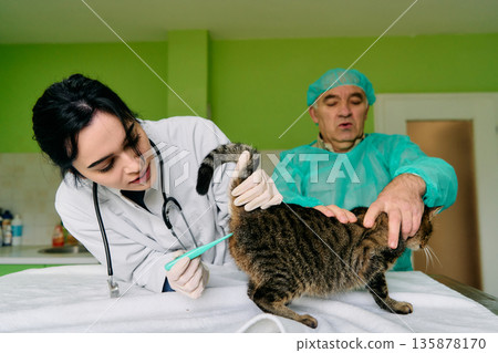 Veterinarian Examines Cat While Assistant Adjusts Tail in Bright Veterinary Clinic Setting Veterinarian Examines Cat While Assistant Adjusts Tail in Bright Veterinary Clinic Setting 135878170