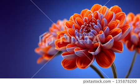 Close-up of vibrant orange and purple chrysanthemum flowers against a dark background Close-up of vibrant orange and purple chrysanthemum flowers against a dark background 135878200