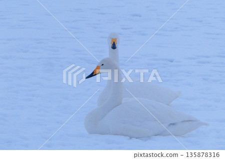 Family rest in the snowstorm Family rest in the snowstorm 135878316