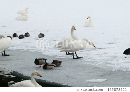 Whooper swans and ducks resting on the frozen surface of Takamatsu Pond and preparing to sleep Whooper swans and ducks resting on the frozen surface of Takamatsu Pond and preparing to sleep 135878321