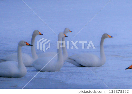 一群大天鵝在岩手縣盛岡市高松池越冬。 135878332