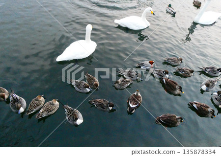 Shiratoriya waterfowl eating food at Takamatsu Pond in Morioka City, Iwate Prefecture Shiratoriya waterfowl eating food at Takamatsu Pond in Morioka City, Iwate Prefecture 135878334