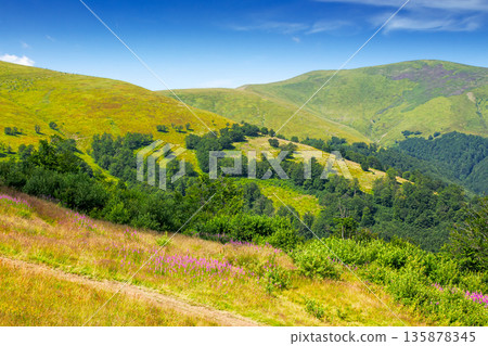 beautiful carpathian mountain landscape in summer. scenic view of green grassy hills with alpine forest. picturesque scene for outdoor tourism under blue sky beautiful carpathian mountain landscape in summer. scenic view of green grassy hills with alpine forest. picturesque scene for outdoor tourism under blue sky 135878345