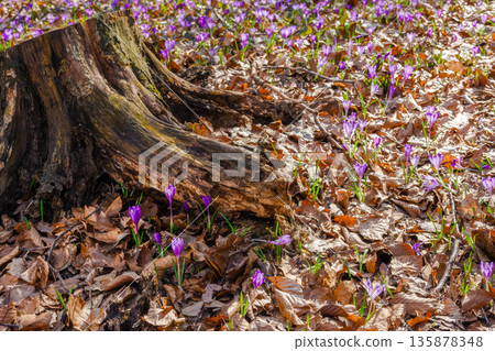 purple crocus flowers blooming in the forest. beautiful early spring flora background with plant closeup. springtime herb in woodland environment 135878348