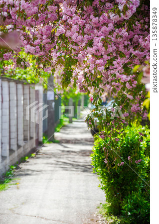 pink cherry blossom on uzhhorod street in spring. beautiful sakura trees along city alley in april. narrow path through residental urban scenery 135878349