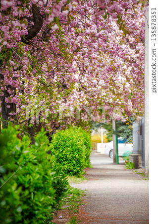 pink cherry blossom on uzhhorod street in spring. beautiful sakura trees along city alley in april. narrow path through residental urban scenery pink cherry blossom on uzhhorod street in spring. beautiful sakura trees along city alley in april. narrow path through residental urban scenery 135878351