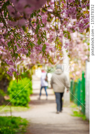 pink cherry blossom on uzhhorod street in spring. beautiful sakura trees along city alley in april. narrow path through residental urban scenery pink cherry blossom on uzhhorod street in spring. beautiful sakura trees along city alley in april. narrow path through residental urban scenery 135878352