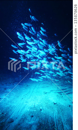 Fish of rare species scatter in response to a mining ROV disturbing the seabed, causing chaos among glowing life forms in the dark ocean depths 135878626