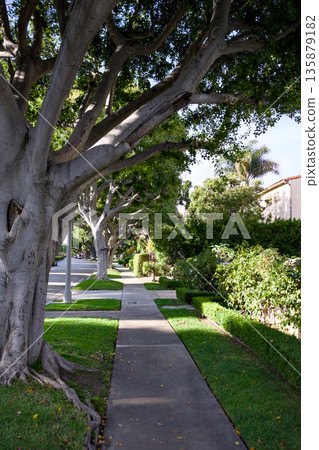 Vertical view of tree lined sidewalk in Beverly Hills Vertical view of tree lined sidewalk in Beverly Hills 135879182