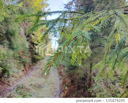 Macro shot of a spruce branch with transparent dew drops gently sparkling on green needles. Freshness of the morning, purity of nature and peaceful atmosphere of the forest, natural light 135879205
