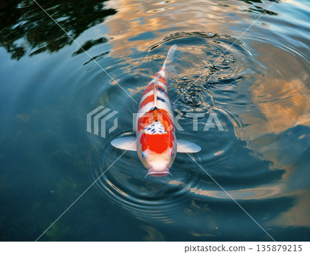 A single Nishikigoi carp 135879215
