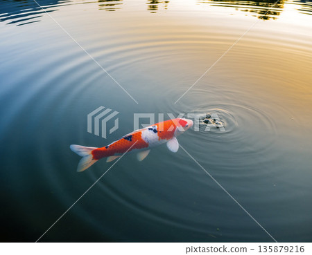A single Nishikigoi carp 135879216