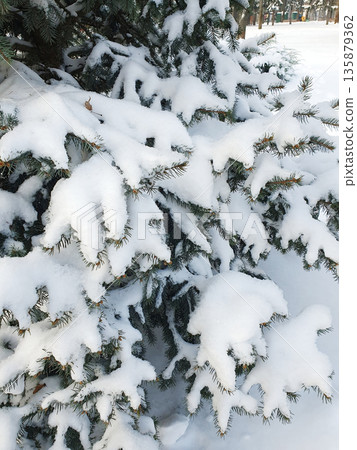 Snow-covered spruce branches close-up in a winter landscape. Needles covered with fresh white snow create an atmosphere of peace, cold and natural purity. For winter, Christmas, New Year, nature Snow-covered spruce branches close-up in a winter landscape. Needles covered with fresh white snow create an atmosphere of peace, cold and natural purity. For winter, Christmas, New Year, nature 135879362