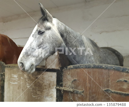 Rural stable with horses in stalls, with wooden doors and hay on the floor. Farm space and calm atmosphere of daily animal care. Rural life, livestock, horse farming and authentic farm Rural stable with horses in stalls, with wooden doors and hay on the floor. Farm space and calm atmosphere of daily animal care. Rural life, livestock, horse farming and authentic farm 135879488