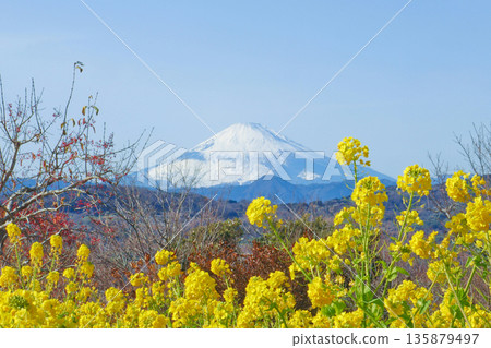 特寫鏡頭展現了盛開的油菜花,背景是富士山。 特寫鏡頭展現了盛開的油菜花,背景是富士山。 135879497