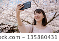 年輕女子在盛開的櫻花樹前自拍。 135880431