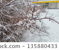 Close-up of shrub branches covered with frost and snow after freezing rain. 135880433
