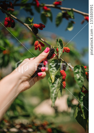 Person picks ripe mulberries from a branch on a sunny day in a green garden Person picks ripe mulberries from a branch on a sunny day in a green garden 135880991