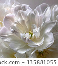 White flowers bloom in a close-up view showing delicate petals and soft details 135881055