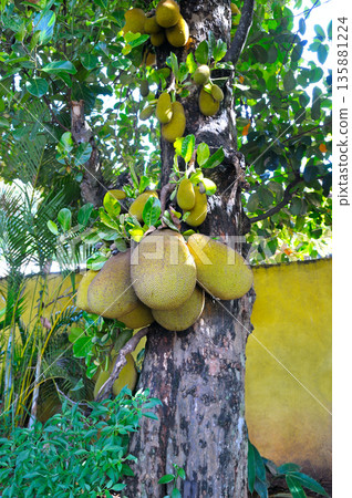 Large ripe jackfruits hanging from a tropical tree trunk in a garden. Large ripe jackfruits hanging from a tropical tree trunk in a garden. 135881224