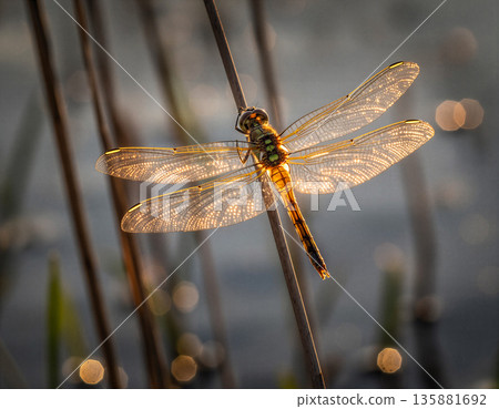 Dragonfly resting on a stick near water with blurred background during sunset in nature Dragonfly resting on a stick near water with blurred background during sunset in nature 135881692