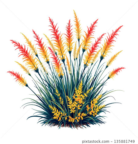 Vsai pampas grass plant vector illustration on white 135881749