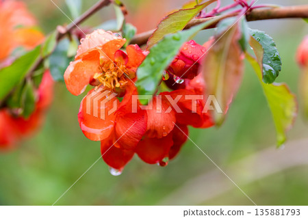 A bright orange flower with raindrops blooms in a garden 135881793