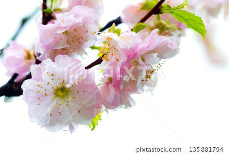 Delicate pink cherry blossoms isolated on white Delicate pink cherry blossoms isolated on white 135881794