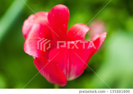 Red tulip flower in on blurry green garden background Red tulip flower in on blurry green garden background 135881800