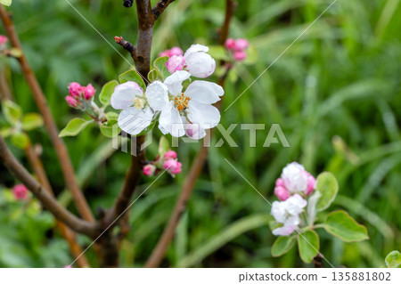 A wild apple tree in bloom, macro photo with selective focus 135881802