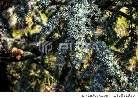 Close-up of branches of beautiful young Blue Atlas Cedar or Cedrus Atlantica Glauca with blue needles in spring in botanical garden in Nitra, Slovakia. 135881939