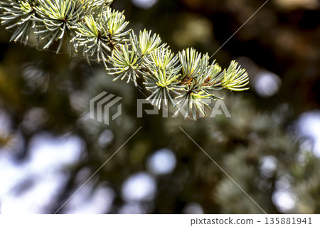 Close-up of branches of beautiful young Blue Atlas Cedar or Cedrus Atlantica Glauca with blue needles in the spring in botanical garden in Nitra, Slovakia. Close-up of branches of beautiful young Blue Atlas Cedar or Cedrus Atlantica Glauca with blue needles in the spring in botanical garden in Nitra, Slovakia. 135881941
