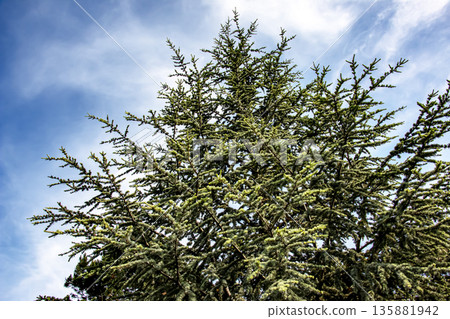Beautiful young Blue Atlas Cedar or Cedrus Atlantica Glauca with blue needles in botanical garden in Nitra, Slovakia. Beautiful young Blue Atlas Cedar or Cedrus Atlantica Glauca with blue needles in botanical garden in Nitra, Slovakia. 135881942