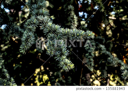 Close-up of branches of beautiful young Blue Atlas Cedar or Cedrus Atlantica Glauca with blue needles in spring in botanical garden in Nitra, Slovakia. Close-up of branches of beautiful young Blue Atlas Cedar or Cedrus Atlantica Glauca with blue needles in spring in botanical garden in Nitra, Slovakia. 135881943