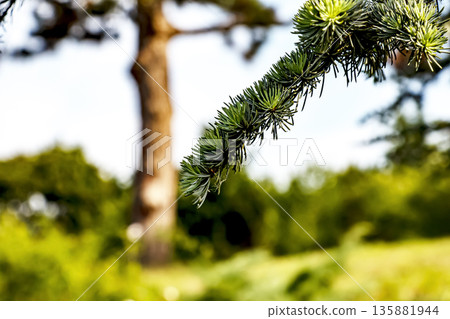 Close-up of branches of beautiful young Blue Atlas Cedar or Cedrus Atlantica Glauca with blue needles in spring in the botanical garden in Nitra, Slovakia. Close-up of branches of beautiful young Blue Atlas Cedar or Cedrus Atlantica Glauca with blue needles in spring in the botanical garden in Nitra, Slovakia. 135881944