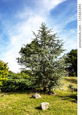 Beautiful young Blue Atlas Cedar or Cedrus Atlantica Glauca with blue needles in the botanical garden in Nitra, Slovakia. 135881945