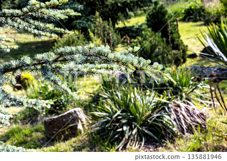 Close-up of branches of a beautiful young Blue Atlas Cedar or Cedrus Atlantica Glauca with blue needles in spring in botanical garden in Nitra, Slovakia. 135881946