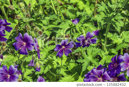 Geranium magnificum, is species of plant in the genus Geranium of family Geraniaceae. Geranium magnificum, is species of plant in the genus Geranium of family Geraniaceae. 135882432
