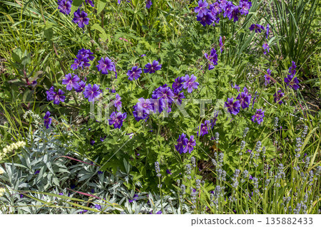 Geranium magnificum, is species of plant in genus Geranium of family Geraniaceae. Geranium magnificum, is species of plant in genus Geranium of family Geraniaceae. 135882433