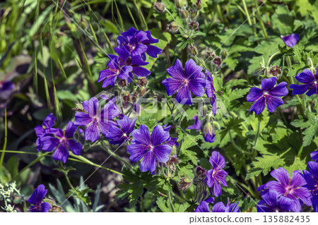 Geranium magnificum, is a species of plant in genus Geranium of the family Geraniaceae. 135882435