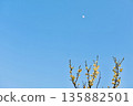 White plum blossoms and a half moon at dusk 135882501