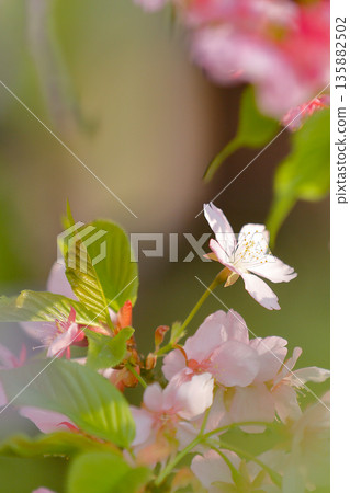 Kawazu cherry blossoms blooming in soft light_vertical Kawazu cherry blossoms blooming in soft light_vertical 135882502