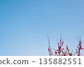 Red plum blossoms and a half moon at dusk 135882551