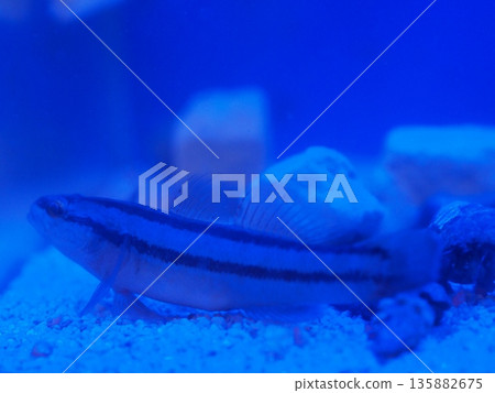 藍光照射下的蝦虎魚（Ophiopogon） 135882675
