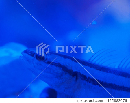 藍光照射下的蝦虎魚（Ophiopogon） 135882676